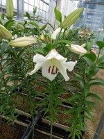 [4440 PO36 Villa Blanca No01.JPG]